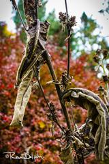 Edwards Gardens in autumn, Toronto, Canada