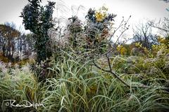 Serene walk through Edwards Gardens in Toronto with lush greenery