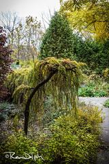 Serene pond and lush greenery at Edwards Gardens in Toronto