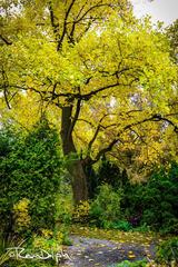 Scenic view of Edwards Gardens with vibrant flowers and lush greenery in Toronto, Canada