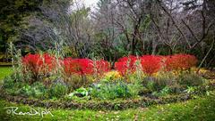 Edwards Gardens in Toronto, Canada