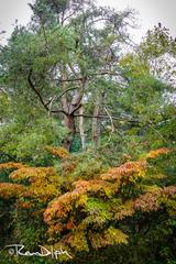 Edwards Gardens in Toronto during spring with blooming flowers and lush greenery