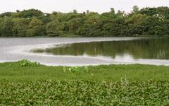 Madiwala Lake in Bangalore, Karnataka