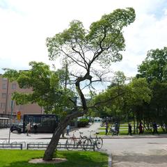 Tatarian maple near the central railway station in Helsinki, Finland