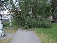 fallen tree blocking pedestrian and cycling path in central Helsinki