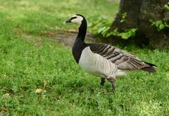 Branta leucopsis in Kaisaniemi Park, Helsinki, Finland