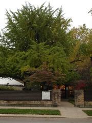 Frank Lloyd Wright Home and Studio back yard with Ginkgo tree