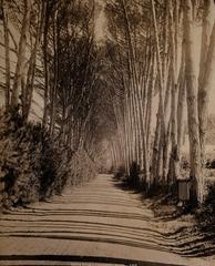 South Africa: an avenue lined with Fir trees in Rondebosch