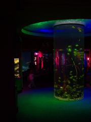 Cylindrical fish container in the Florida Aquarium