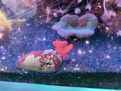 Red macroalgae attached to a conch in an aquarium exhibit