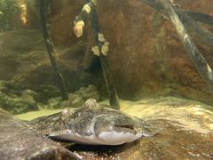 Gulf flounder in aquarium