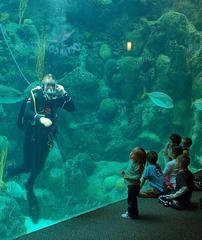 Navy Diver interacts with audience at Florida Aquarium