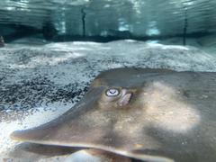 Atlantic stingray at Florida Aquarium