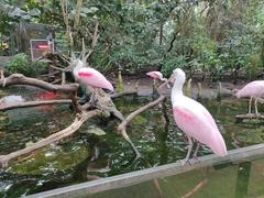 Birds at the Florida Aquarium