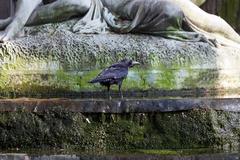 Black crow on a stone fountain in Le Jardin du Luxembourg, Paris