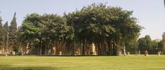 Ancient trees in the garden of Abdeen Palace, Egypt