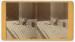 Grey wolf lying in cage at Philadelphia Zoological Garden