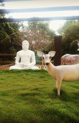 lush green trees with spotted deer at Mahavir Harina Vanasthali National Park