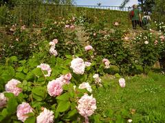 Rose garden in Piazzale Michelangelo, Florence