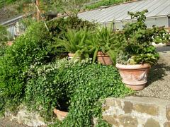 Giardino delle rose di Firenze with blooming roses and city view