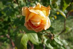 Rosa 'Annabella' blooming in Giardino delle Rose, Florence