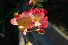 Rosa 'Cocktail' flower