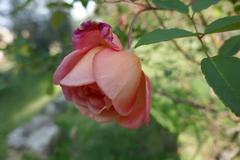 Rosa 'Comtesse du Cayla' flowering