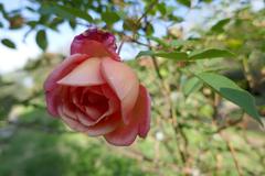 Rosa 'Comtesse du Cayla' flowering in the Giardino delle Rose, Florence