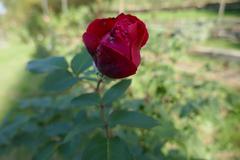 Rosa 'Dame de Coeur' blooming in Giardino delle Rose, Florence