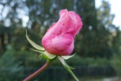 Rosa 'Helen Keller' flowering in the Giardino delle Rose