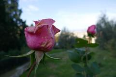 Rosa 'Helen Keller' (Barni, 1991) flowering in Florence's Giardino delle Rose