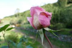 Rosa 'Helen Keller' in bloom