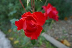 Rosa 'La Sevillana' flowering in Florence's Giardino delle Rose