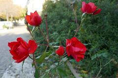 Rosa 'La Sevillana' in full bloom in Florence