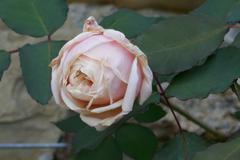 Rosa 'Ophelia' flowering in Giardino delle Rose, Florence