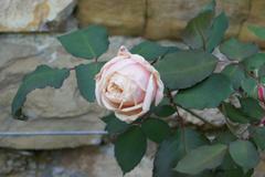 Rosa 'Ophelia' flowering in the Giardino delle Rose in Florence