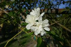 Rosa 'Purezza' flower in bloom