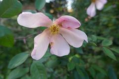 Rosa 'Rubrifolia' flower in bloom