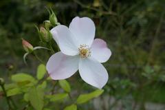 Rosa 'Rush' flowering in Giardino delle Rose, Florence