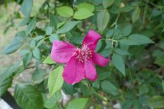 Rosa 'Sanguinea' flower in bloom