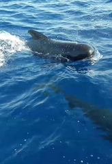 Special Area of Conservation in Spain with pilot whales