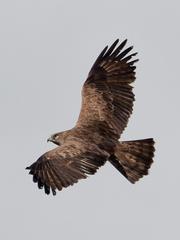 Short-toed Snake Eagle Circaetus gallicus in flight