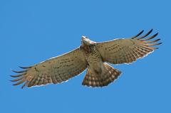 Short-toed Snake Eagle flying