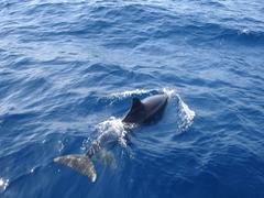 Dolphin in the Strait of Gibraltar