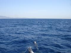 Cetacea in the Strait of Gibraltar with Africa in the background