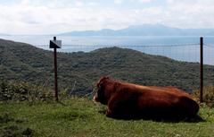 view of the Strait of Gibraltar from Cerro de la Horca with Mount Musa in the background, resting cow in Algeciras, Spain