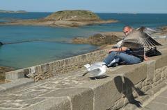 Larus argentatus flying over the ocean in Saint-Malo