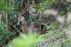 Mallard duck in Saint-Malo