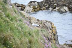 Herring gull (Larus argentatus) perched in Saint-Malo