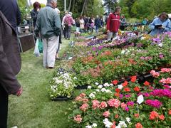 flower market in St Malo, May 16, 2010